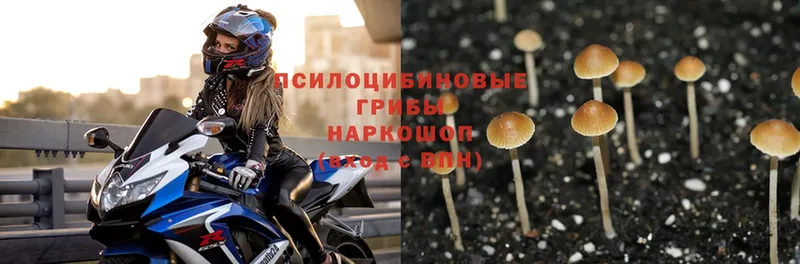 Псилоцибиновые грибы Psilocybine cubensis  блэк спрут ССЫЛКА  Ливны 